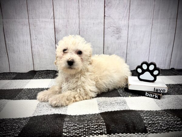 [#21123] Cream Female Mini Goldendoodle F1B Puppies for Sale
