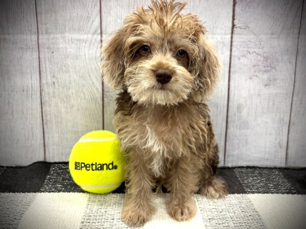 [#21131] Chocolate Merle Male Schnoodle Puppies for Sale