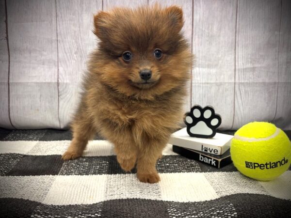 [#21145] Wolf Sable Female Pomeranian Puppies for Sale