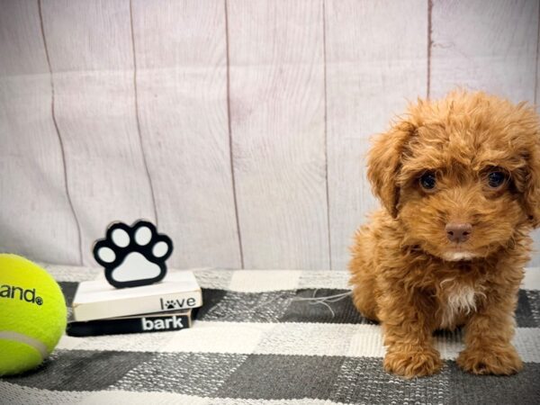 [#21143] Red Male Miniature Poodle Puppies for Sale