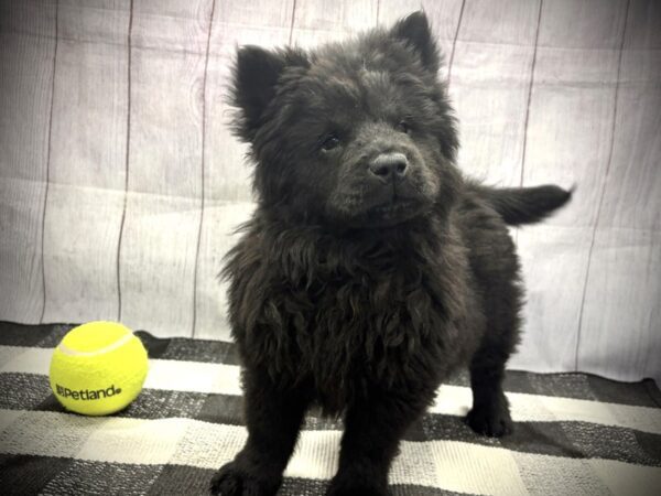 [#21153] Black Female Chow Chow Puppies for Sale