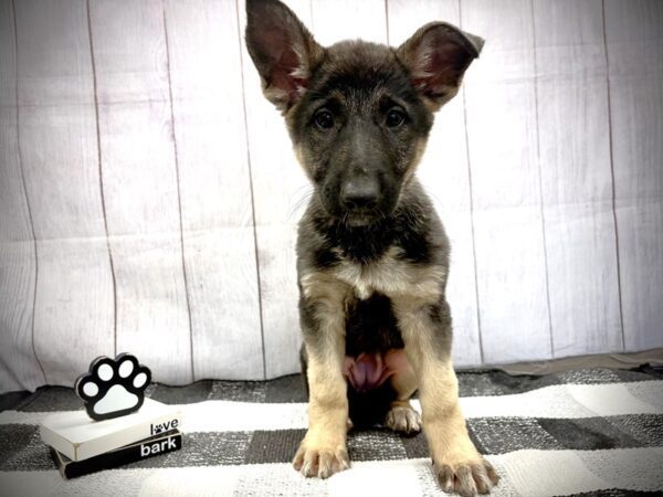 [#21157] Black and Tan Female German Shepherd Puppies for Sale