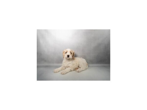 [#21158] White and Apricot Male Cockapoo Puppies for Sale