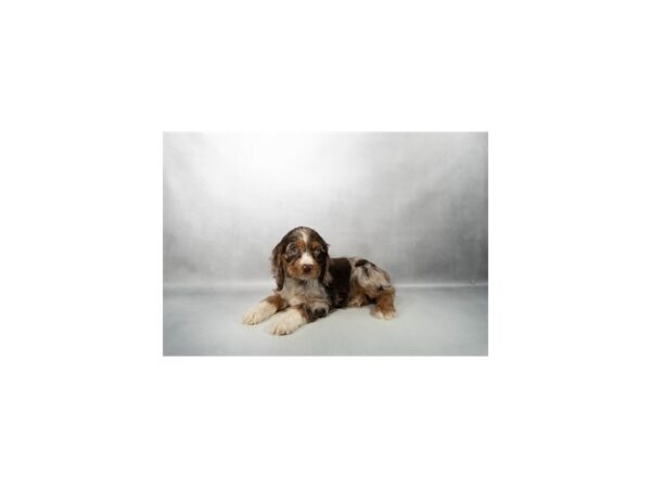 [#21159] Red Roan Male Cocker Spaniel Puppies for Sale