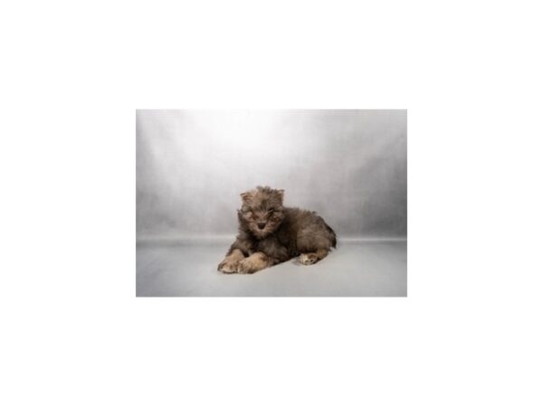 [#21160] Liver and Pepper Female Miniature Schnauzer Puppies for Sale