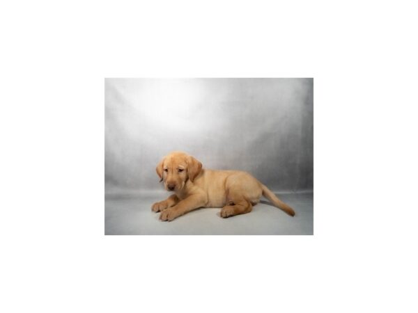 [#21161] Yellow Male Labrador Retriever Puppies for Sale