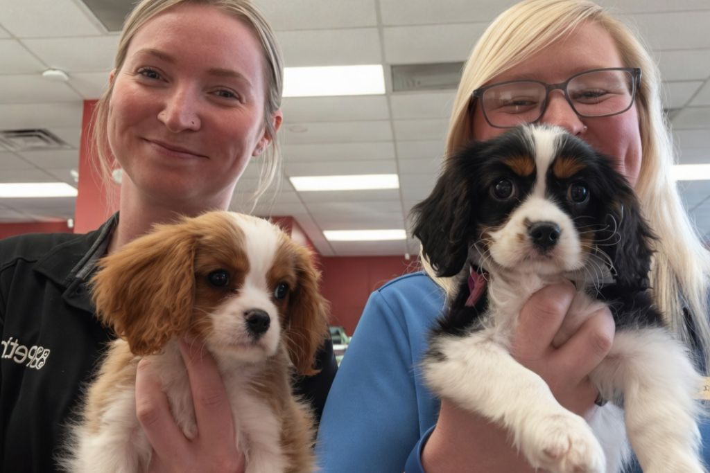 petland janesville staff holding 2 cavalier king charles puppies